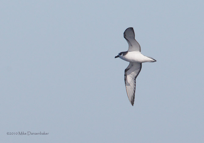 De Filippi's Petrel (Pterodroma defilippiana) photo image
