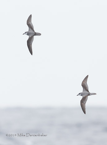 De Filippi's Petrel (Pterodroma defilippiana) photo image