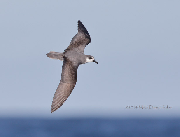 De Filippi's Petrel (Pterodroma defilippiana) photo