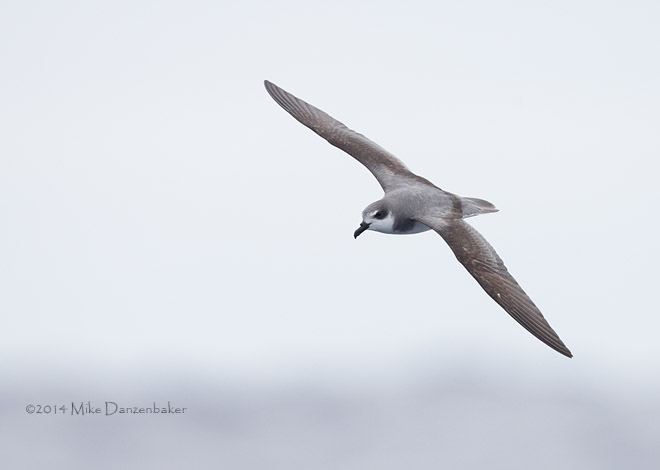 De Filippi's Petrel (Pterodroma defilippiana) photo