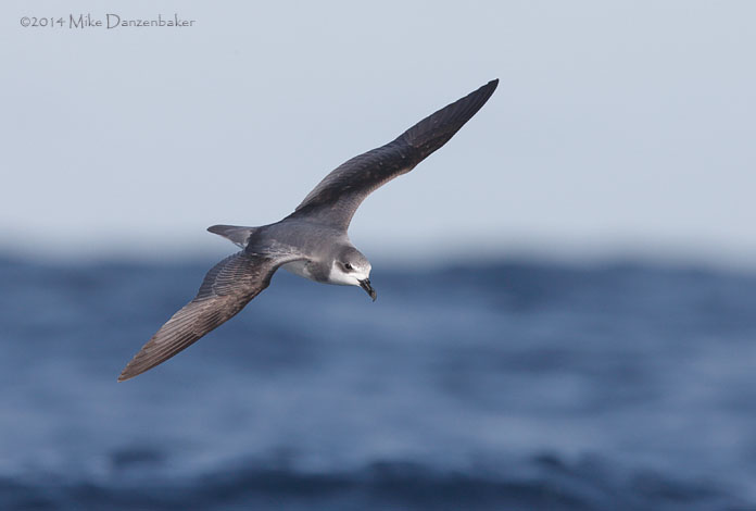De Filippi's Petrel (Pterodroma defilippiana) photo image