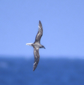Fea's Petrel (Pterodroma feae) photo image