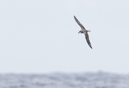 Fea's Petrel (Pterodroma feae) photo image