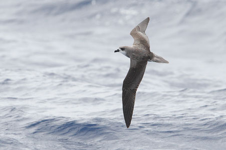 Fea's Petrel (Pterodroma feae) photo image