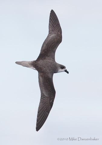 Desertas Petrel (Pterodroma deserta) photo image