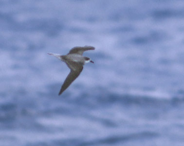 Fea's Petrel (Pterodroma feae) photo image