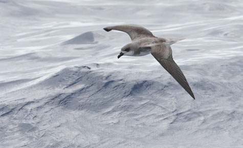 Fea's Petrel (Pterodroma feae) photo image