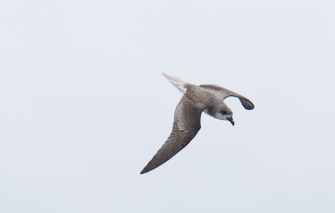 Fea's Petrel (Pterodroma feae) photo image