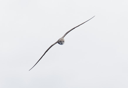 Fea's Petrel (Pterodroma feae) photo image