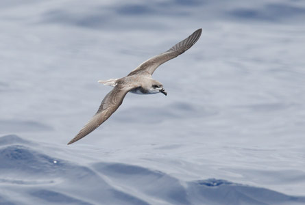 Fea's Petrel (Pterodroma feae) photo image