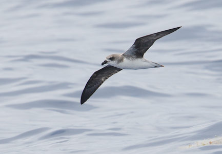 Fea's Petrel (Pterodroma feae) photo image