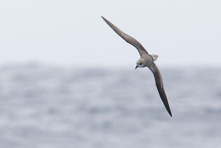 Fea's Petrel (Pterodroma feae) photo image