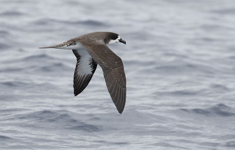 Galapagos Petrel (Pterodroma phaeopygia) photo image