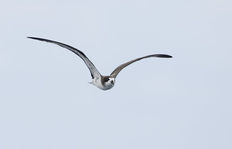 Dark-rumped Petrel (Pterodroma phaeopygia) photo