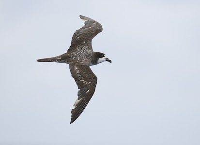Galapagos Petrel (Pterodroma phaeopygia) photo image