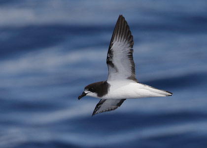 Gould's Petrel (Pterodroma leucoptera) photo