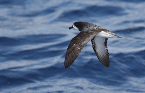 Gould's Petrel (Pterodroma leucoptera) photo