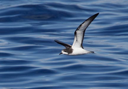 Gould's Petrel (Pterodroma leucoptera) photo