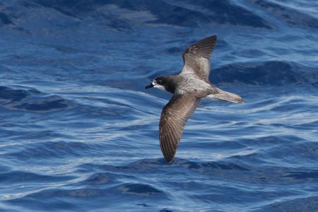 Gould's Petrel (Pterodroma leucoptera) photo