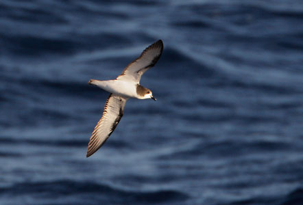 Gould's Petrel (Pterodroma leucoptera) photo image