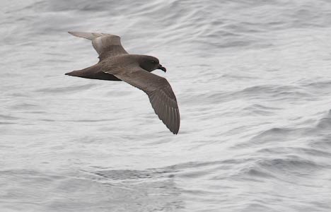 Great-winged Petrel (Pterodroma macroptera) photo image