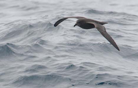 Great-winged Petrel (Pterodroma macroptera) photo image