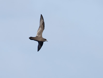 Great-winged Petrel (Pterodroma macroptera) photo image