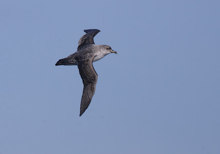 Grey Petrel (Procellaria cinerea) photo image