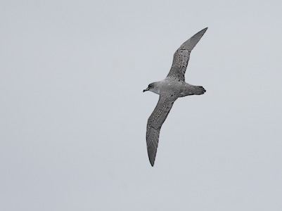 Grey Petrel (Procellaria cinerea) photo image