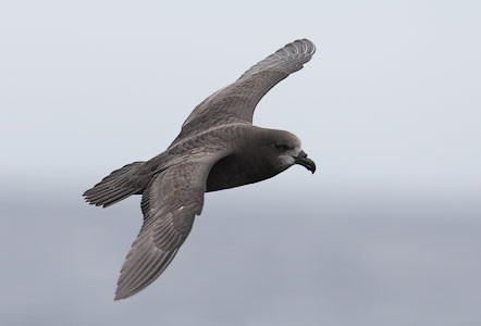 Grey-faced Petrel (Pterodroma macroptera gouldi) photo image