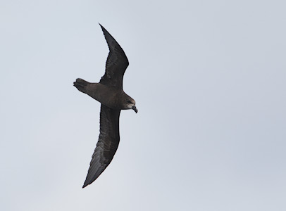 Grey-faced Petrel (Pterodroma macroptera gouldi) photo image