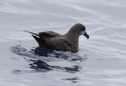 Grey-faced Petrel (Pterodroma macroptera gouldi) photo image
