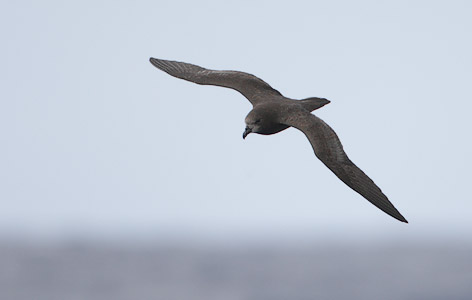 Grey-faced Petrel (Pterodroma macroptera gouldi) photo image