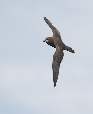 Grey-faced Petrel (Pterodroma macroptera gouldi) photo image