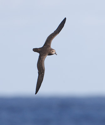Grey-faced Petrel (Pterodroma macroptera gouldi) photo image