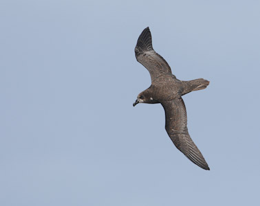 Grey-faced Petrel (Pterodroma macroptera gouldi) photo image