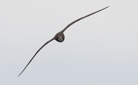 Grey-faced Petrel (Pterodroma macroptera gouldi) photo image