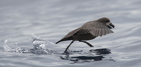 Grey-faced Petrel (Pterodroma macroptera gouldi) photo image