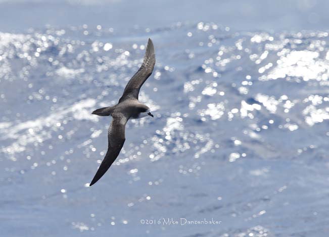 Hawaiian Petrel (Pterodroma sandwichensis) photo image