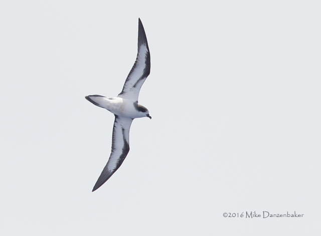 Hawaiian Petrel (Pterodroma sandwichensis) photo