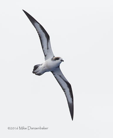 Hawaiian Petrel (Pterodroma sandwichensis) photo image