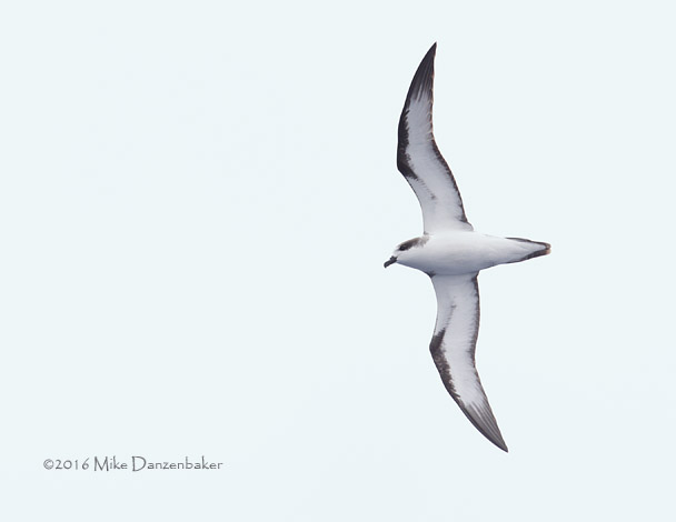Hawaiian Petrel (Pterodroma sandwichensis) photo image