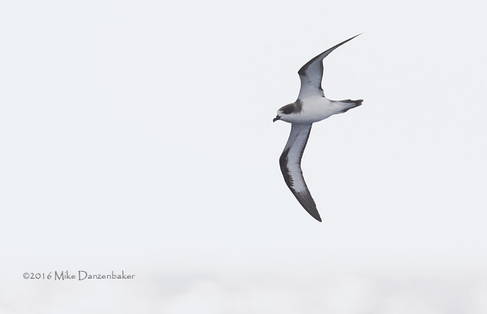 Hawaiian Petrel (Pterodroma sandwichensis) photo image