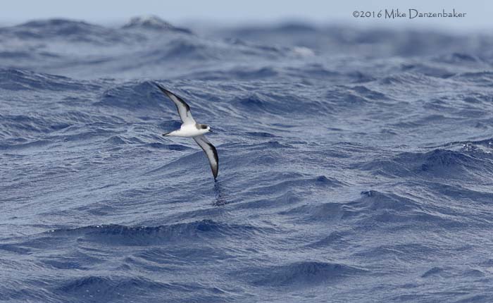 Hawaiian Petrel (Pterodroma sandwichensis) photo image