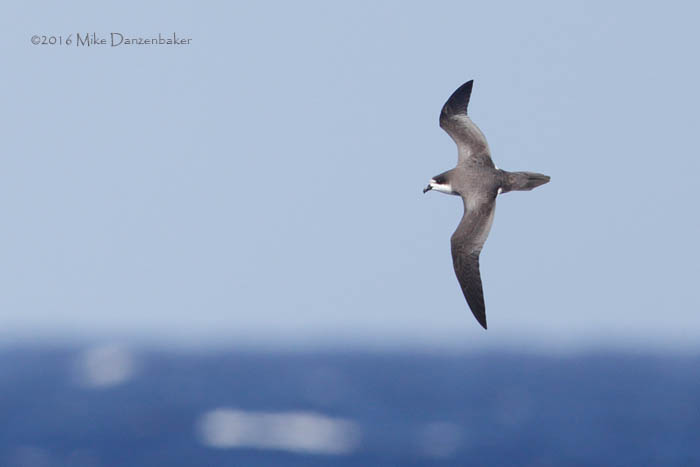 Hawaiian Petrel (Pterodroma sandwichensis) photo image
