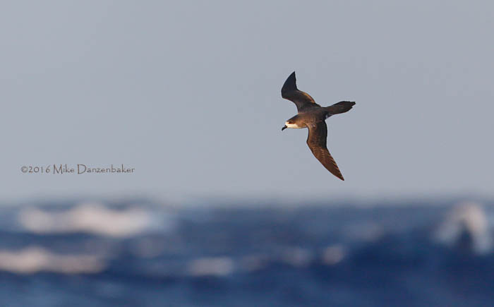 Hawaiian Petrel (Pterodroma sandwichensis) photo image