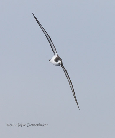 Hawaiian Petrel (Pterodroma sandwichensis) photo image