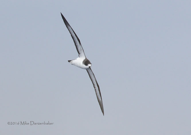 Hawaiian Petrel (Pterodroma sandwichensis) photo image