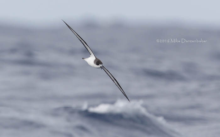 Hawaiian Petrel (Pterodroma sandwichensis) photo image