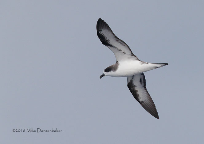 Hawaiian Petrel (Pterodroma sandwichensis) photo image